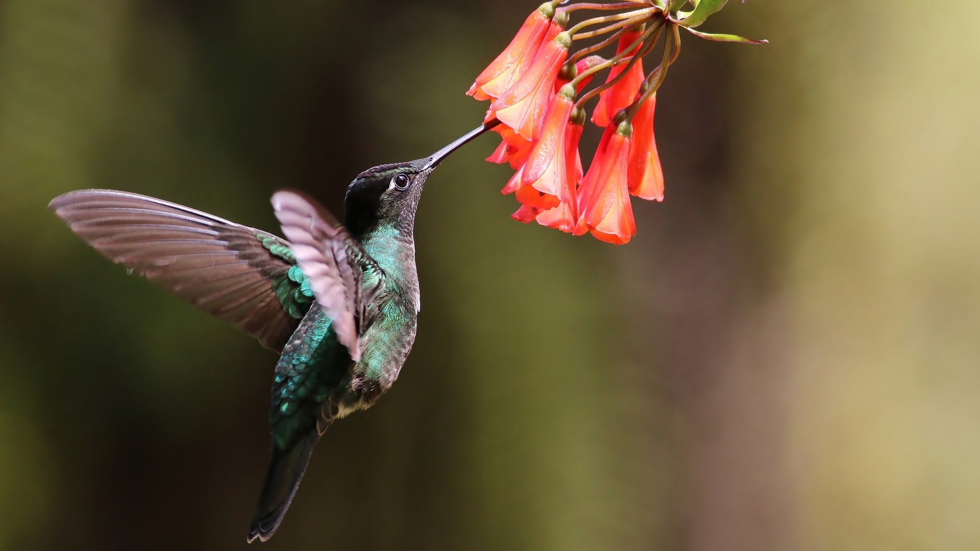 Green-crowned Brilliant